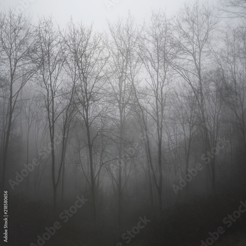 Moody dramatic foggy forest landscape Spring Autumn Fall