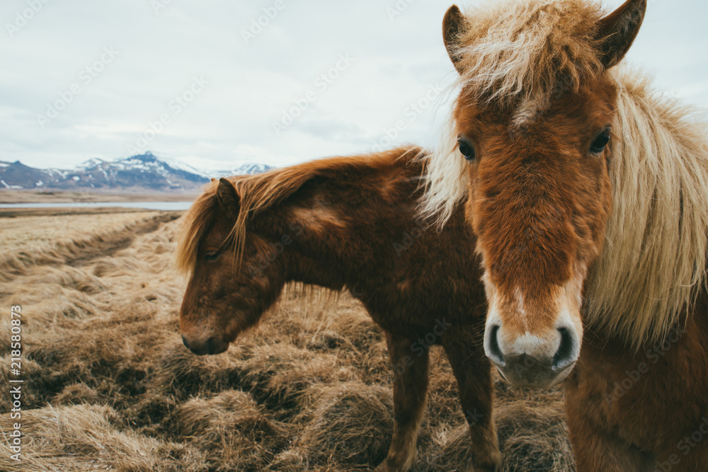 Fototapeta premium Icelandic horses in a field