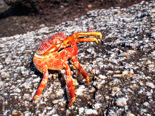 Crab body on the rock at Similan Island, Thaialnd