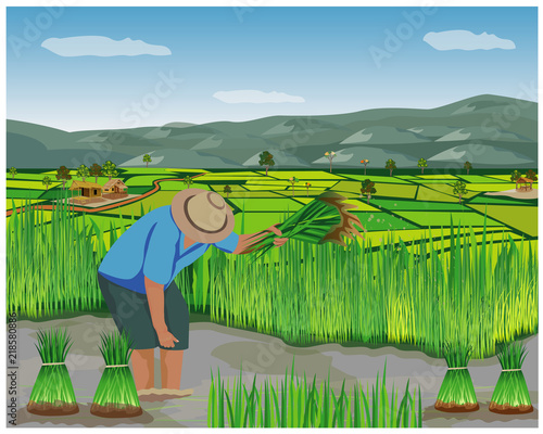 farmer work in paddy field vector design