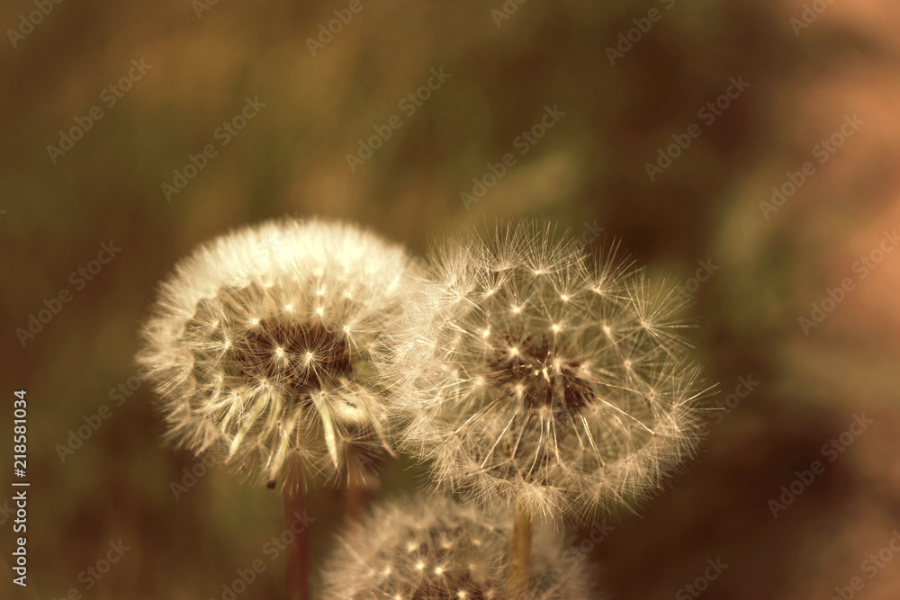 Dandelion
