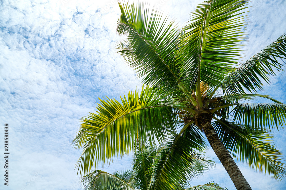 A picture of a tree taken in Fiji.