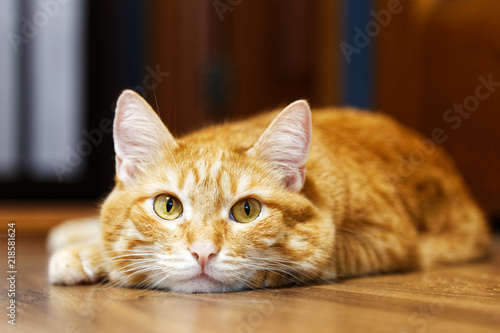 Closeup portrait of a red cat lying on a wooden floor and looking directly into camera on a blurred background. Shallow focus.