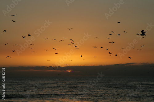 Dove flying when sunset