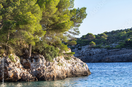 Pine trees on the cliff © robertdering