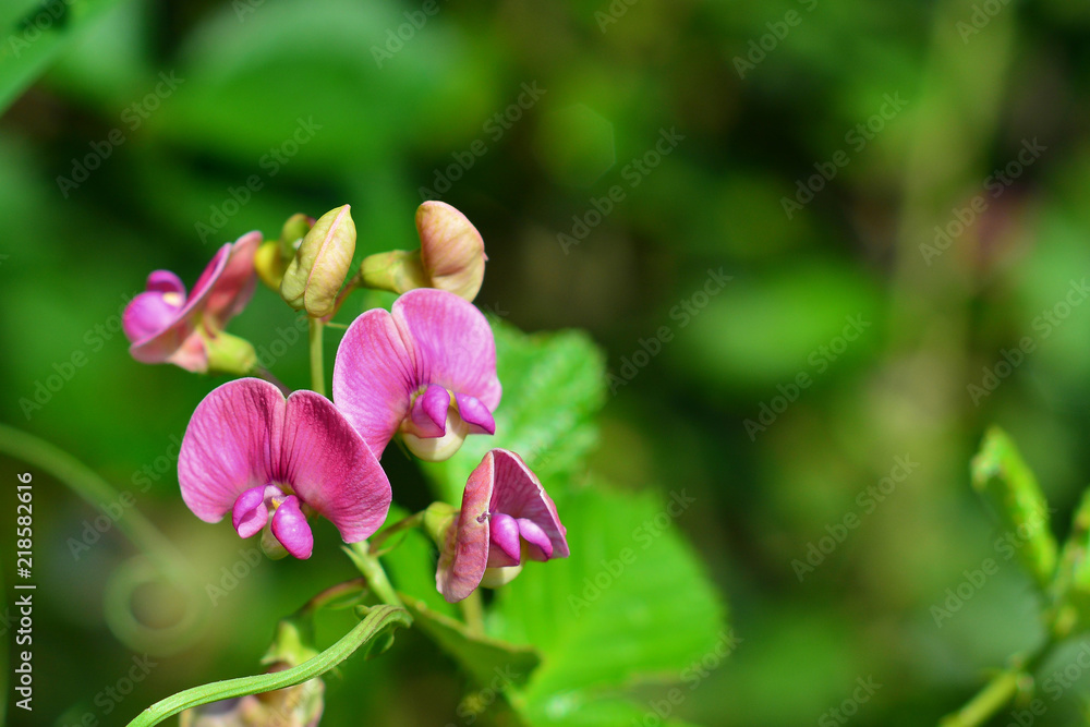 Lathyrus latifolius flower