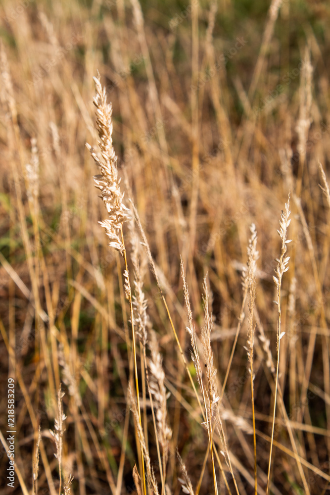 Fototapeta premium Trockenes Gras