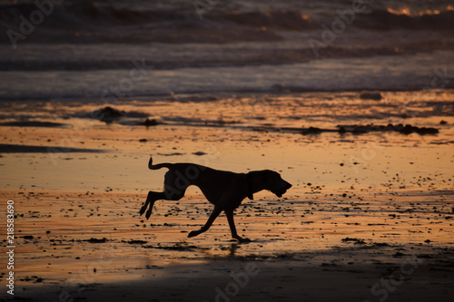 Dog at sunset in Silhouette
