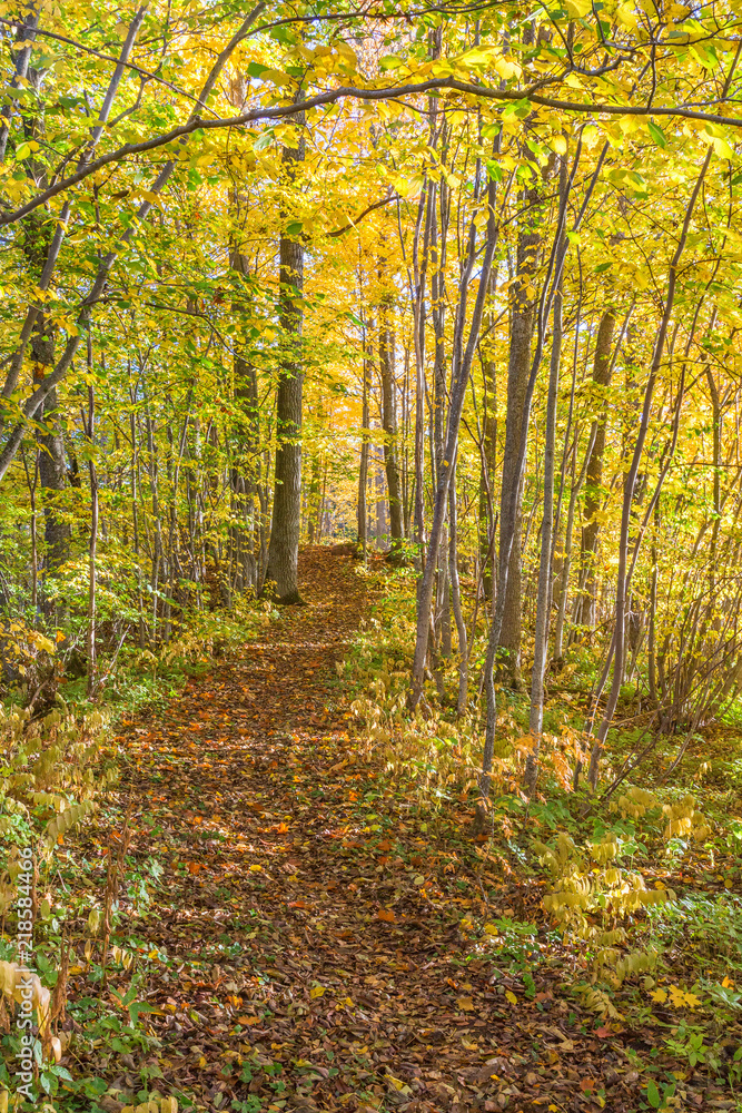 Obraz premium Trail through a deciduous forest with autumn colors