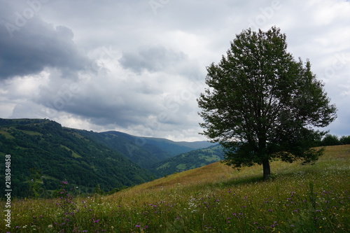 Lonely tree on a meadow in the mountains
