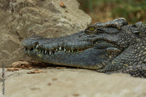 Crocodile resting on rocks.