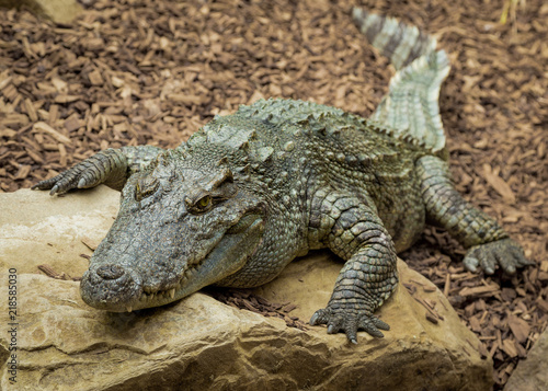 Crocodile resting on rocks.