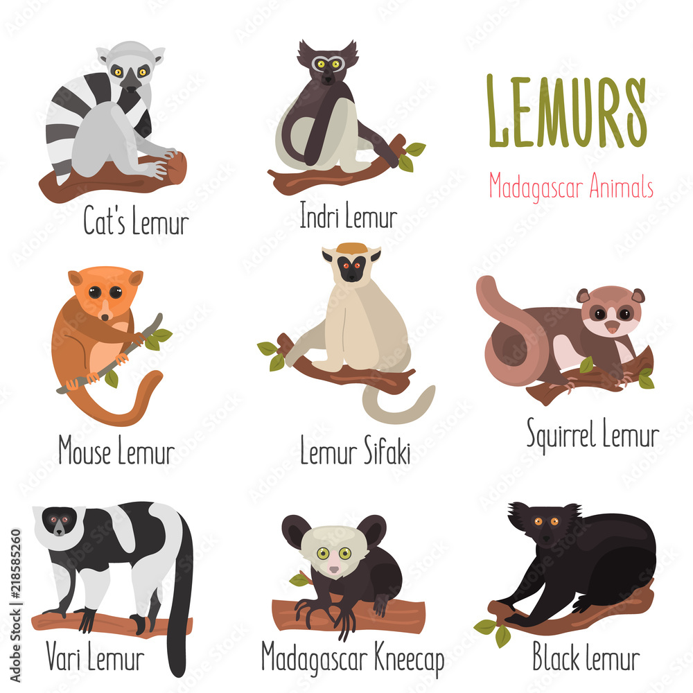 Madagascar unique lemurs with names color flat icons set Stock Vector |  Adobe Stock
