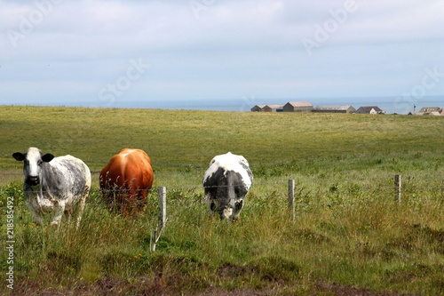 Cows on Orkney