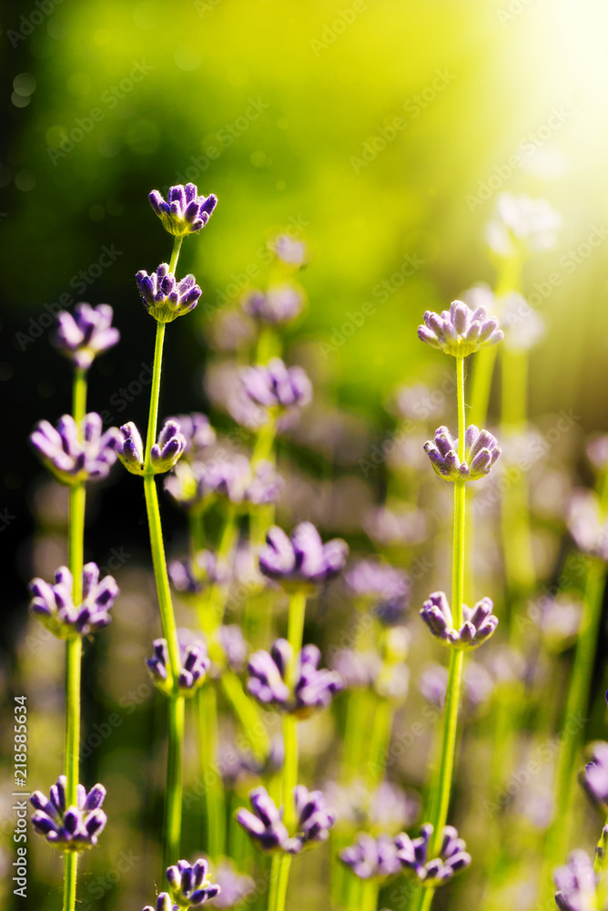 Lavender blossoms in the sunlight at dawn