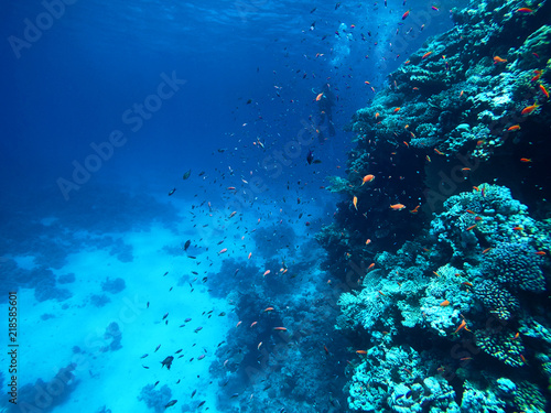 Under the water, coral reef with plenty of fish