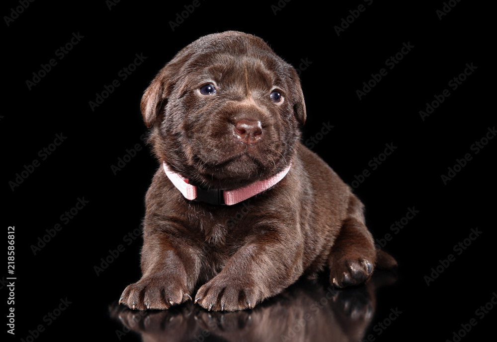 Obraz premium Brown Labrador puppy on black background