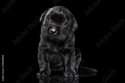Fototapeta Naklejka Na Ścianę i Meble -  Labrador retriever puppy on black background