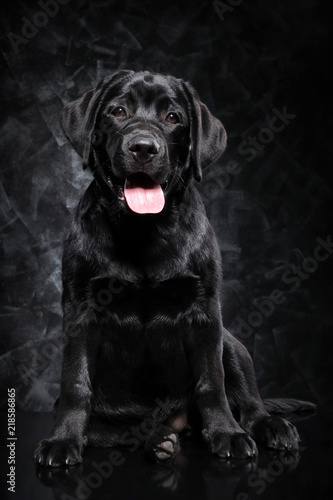 Black Labrador Retriever on dark background © VitCOM