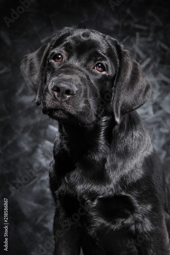 Black Labrador Retriever © VitCOM