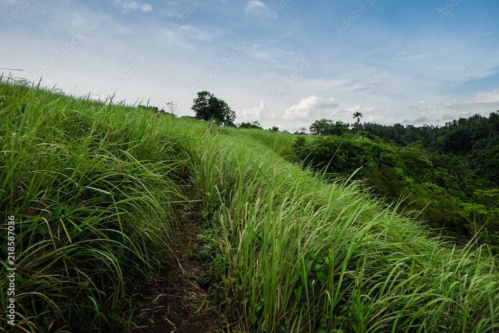 Campuhan ridge walk in Ubud, Bali, a narrow road going thought the field with high grass. 
