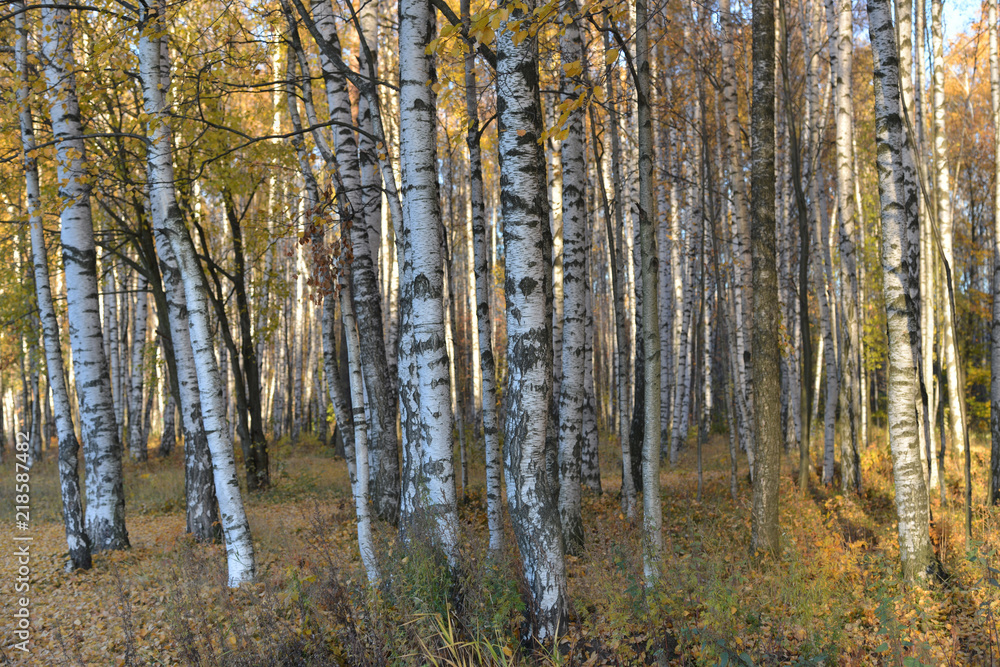 Birches in autumn park Birches in autumn park