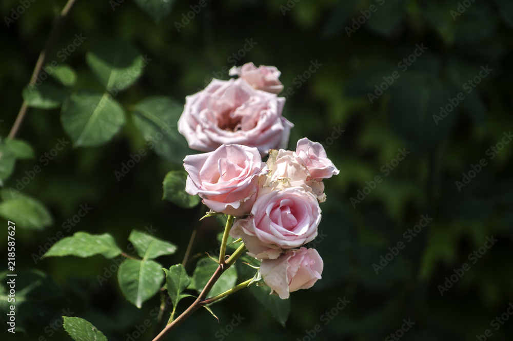 Flowering color of pale pink rose bush closeup as floral background Flowering color of pale pink rose bush closeup as floral background
