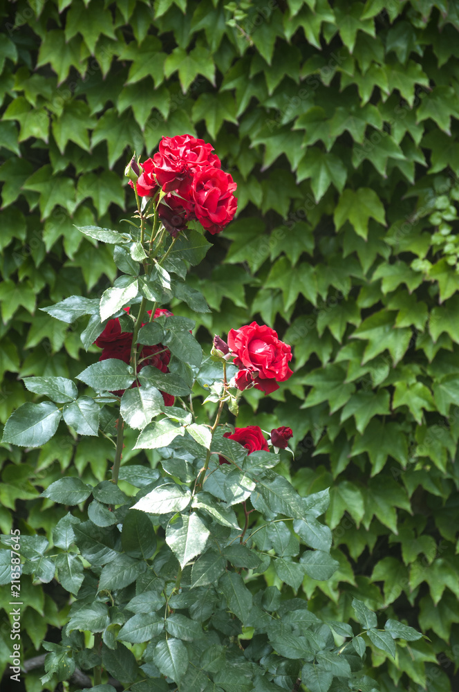 Naklejka premium Flowering color of red pink bush on house wall of green leaves background