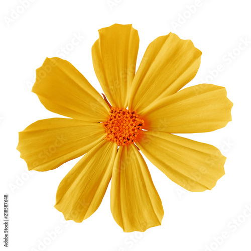 flower yellow orange cosmos (mexican aster), isolated on a white background. Close-up. Element of design.