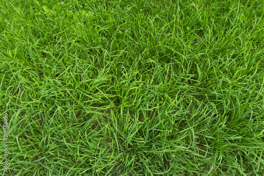 Background Of Bright Green Grass Background Of Bright Green Grass