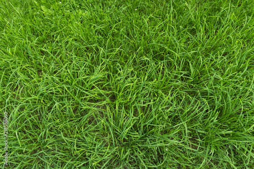 Background Of Bright Green Grass
