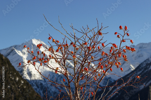 Medicinal plant  Rosa Canina   dog rose  fruits with mountains as background. Photo taken in a winter sunny afternoon at an altitude of 1900 meters.