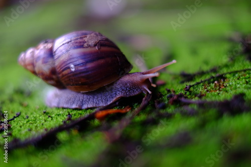 Snail life crawling on green grass with red brick in the garden