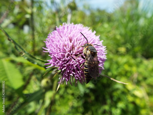 トガリハナバチとアザミ bee on flower photo