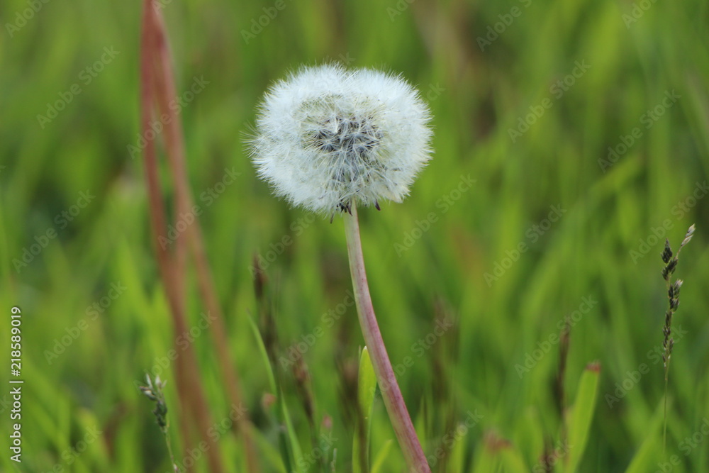 Dandelion Dandelion