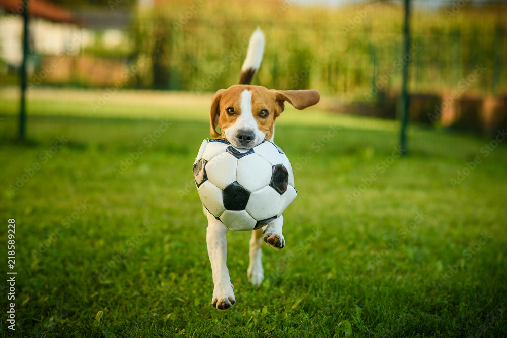 Dog beagle purebred running with a football ball in park outdoors towards camera summer sunny day on green grass Dog beagle purebred running with a football ball in park outdoors towards camera summer sunny day on green grass