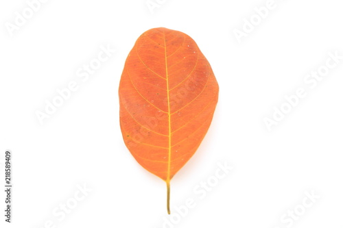 Leaves dry on a white background.