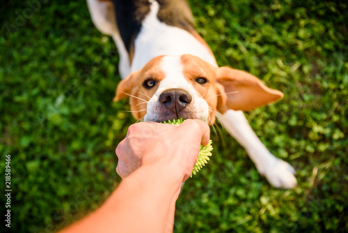 Fototapeta Naklejka Na Ścianę i Meble -  Tug of war with beagle dog on a grass in sunny summer day