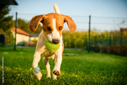 Dog beagle purebred running with a green ball on grass outdoors towards camera summer sunny day on green grass