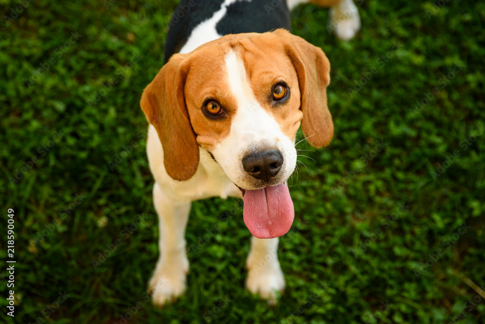 Beagle dog on grass looking up towards camera with tongue out summer day