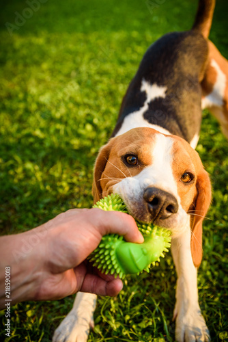 Fototapeta Naklejka Na Ścianę i Meble -  Tug of war with beagle dog on a grass in sunny summer day