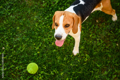 Beagle dog on grass looking up towards camera with tongue out after playing with ball summer day