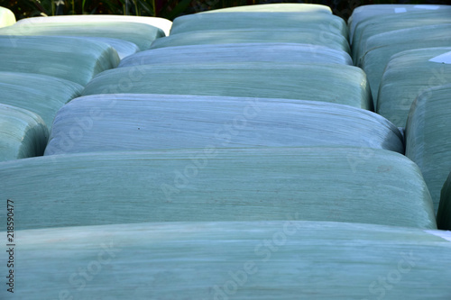 rows of green plastified silage bales, grass bales in a row photo