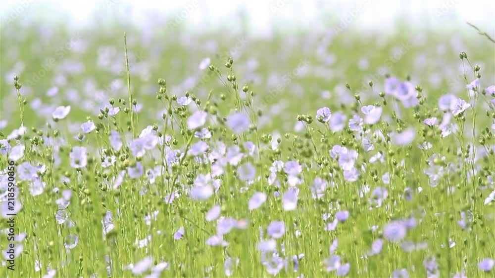 Summer country landscape : flax field blooming Summer country landscape : flax field blooming