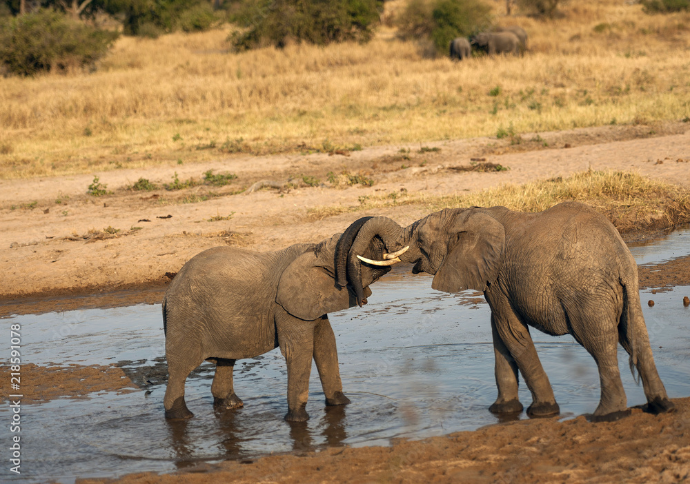 Fototapeta premium Two baby elephants standing in water and play fighting during sunset, with ivory tusks locked, with trunks resting together on the other's head. Tarangire National Park, Tanzania, Africa