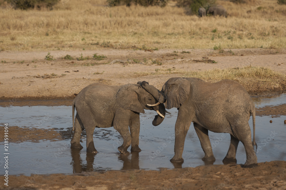 Two baby elephants standing in water and play fighting during sunset, Ivory tusks visible. Tarangire National Park, Tanzania, Africa Two baby elephants standing in water and play fighting during sunset, Ivory tusks visible. Tarangire National Park, Tanzania, Africa