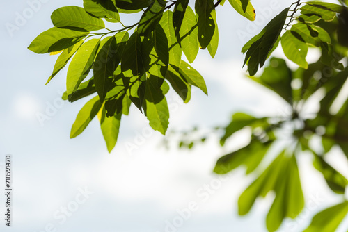Leaves in the natural view by the background with leaves blurry bright green.