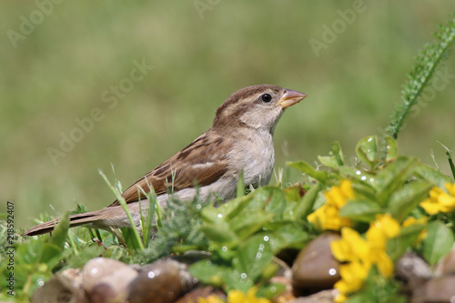 a young house sparrow photo with a stone and a yellow and green plant