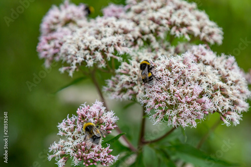 Bees on delicate pink flowers, with a shallow depth of field