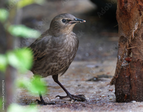 Young starling.